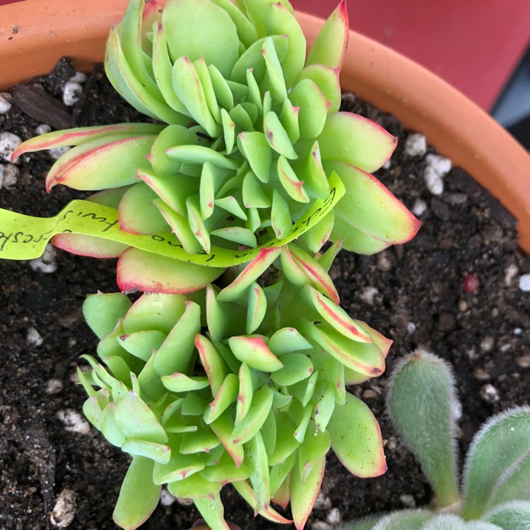 Plant image Echeveria Lemon Twist