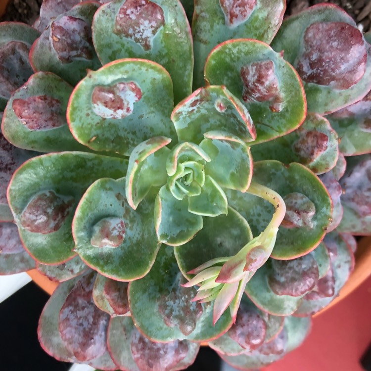 plant image 732237