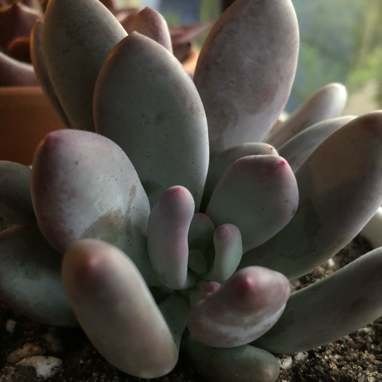 plant image 732252 plant image 732252