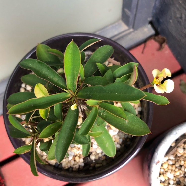 Plant image Euphorbia Milii 'Dwarf Cream'