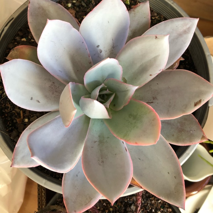 plant image 784200