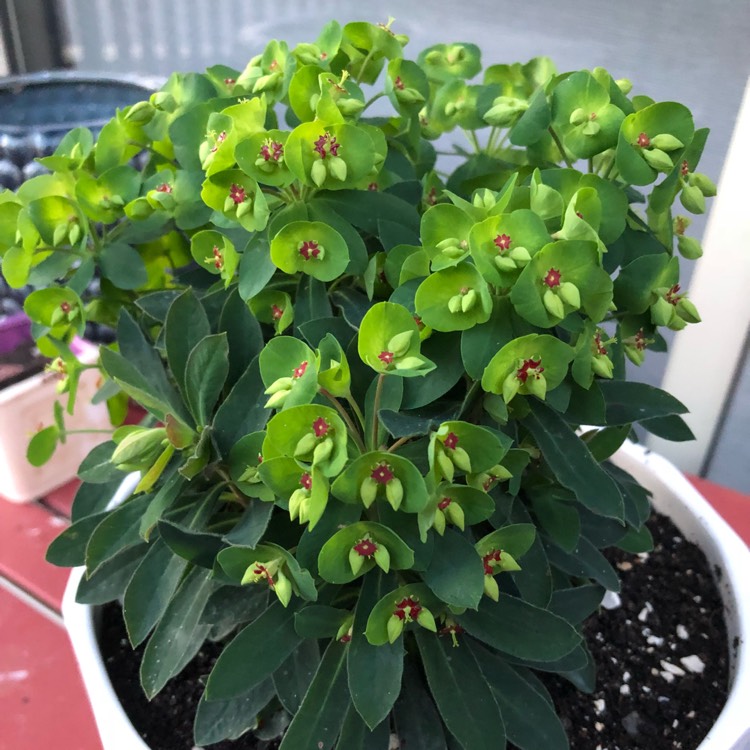 Plant image Euphorbia x martini 'Waleutiny' syn. Euphorbia x martini 'Tiny Tim'