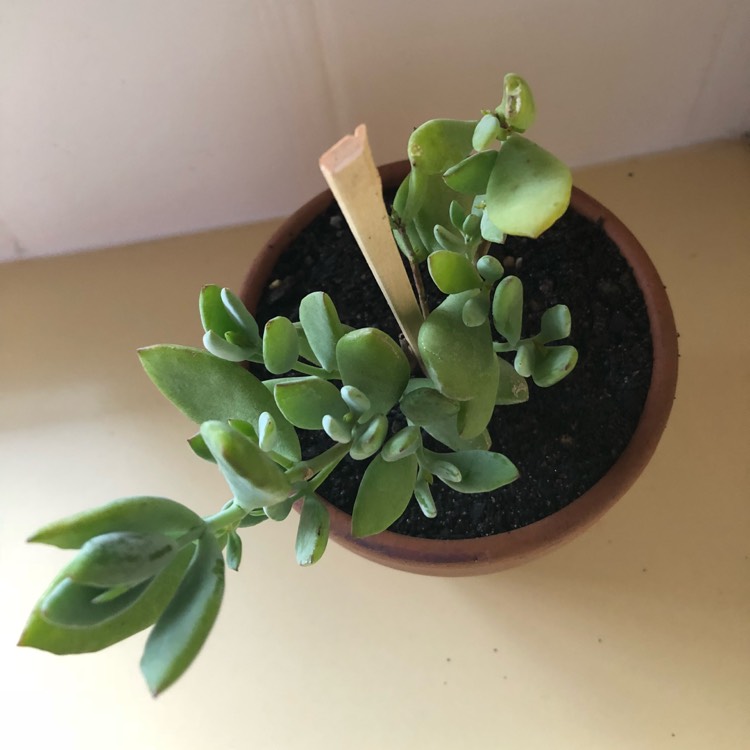 plant image 838078 plant image 838078