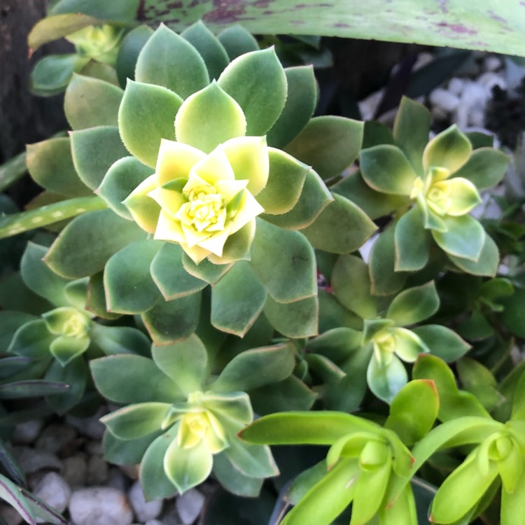 plant image 853215