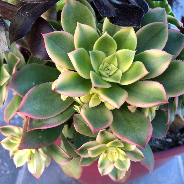 plant image 853218
