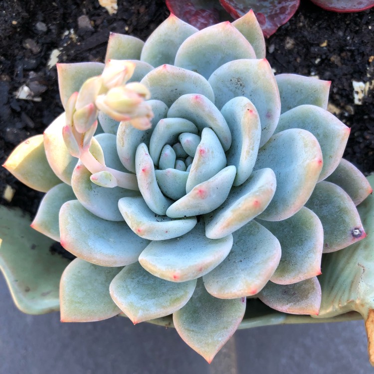 plant image 853226