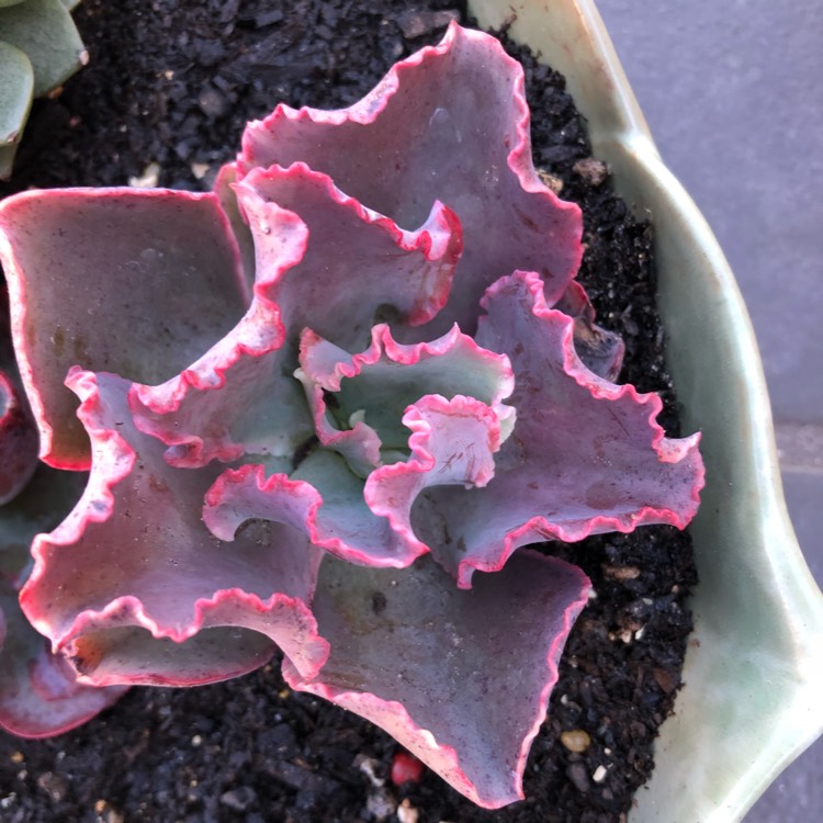 plant image 853227