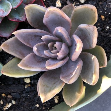Echeveria 'Silver Queen'