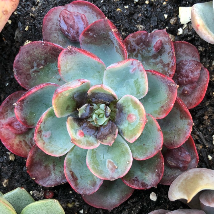 plant image 853233