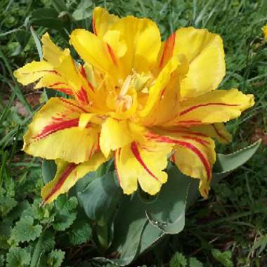 Tulip 'Colour Spectacle' (Single Late)