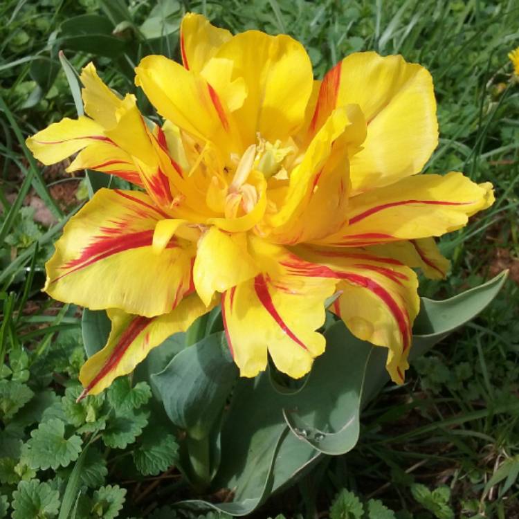 Plant image Tulipa 'Colour Spectacle'