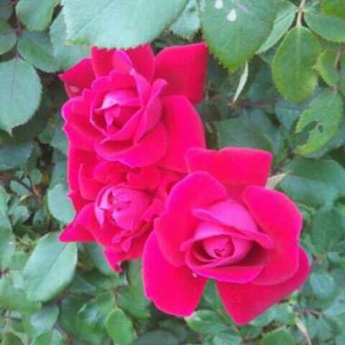 Amy 's garden