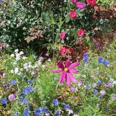 Amy 's garden