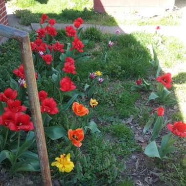 Amy 's garden