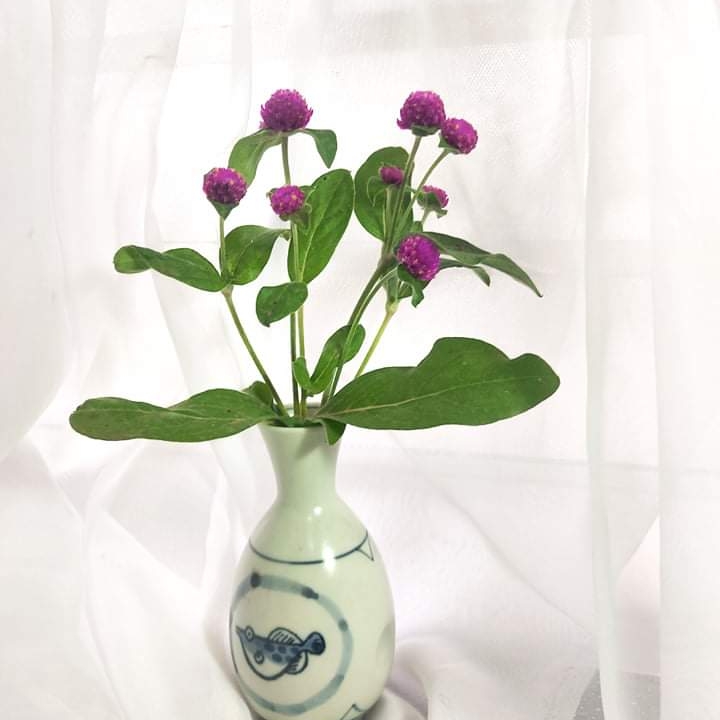 Plant image Gomphrena globosa 'Buddy Purple'