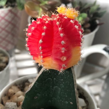 Gymnocalycium mihanovichii (Graft)