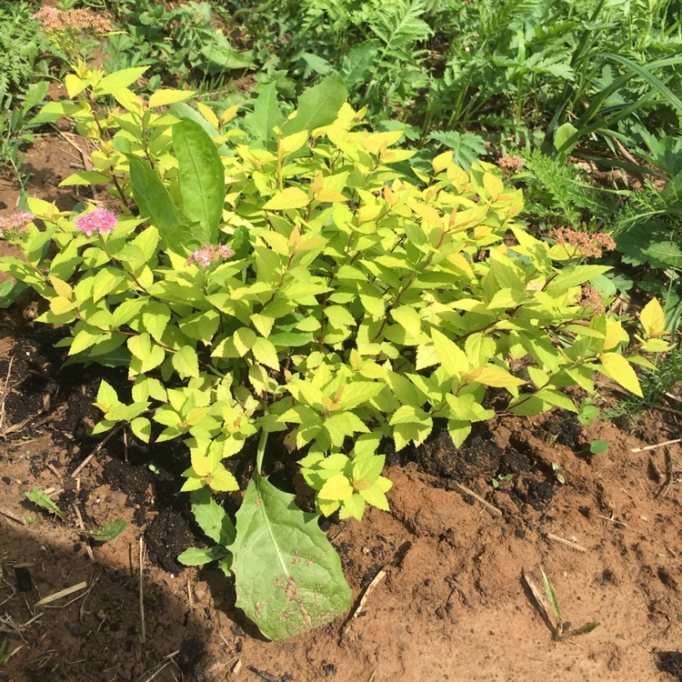 Plant image Spiraea japonica 'Goldmound'