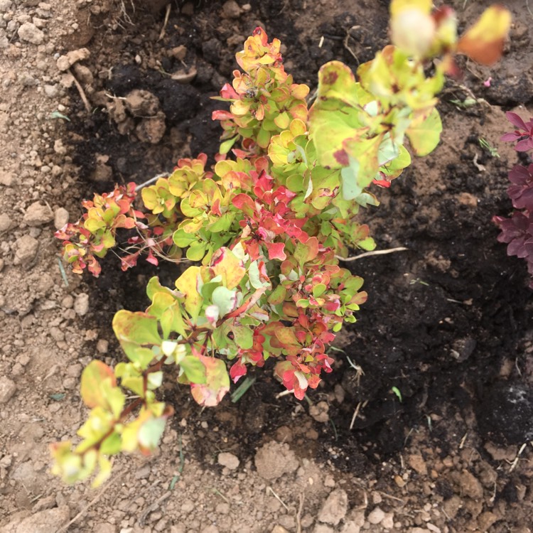Plant image Berberis Thunbergia 'Aurea Nana'