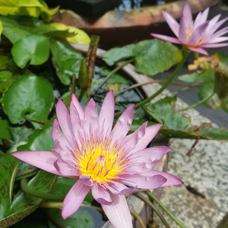 plant image 272127