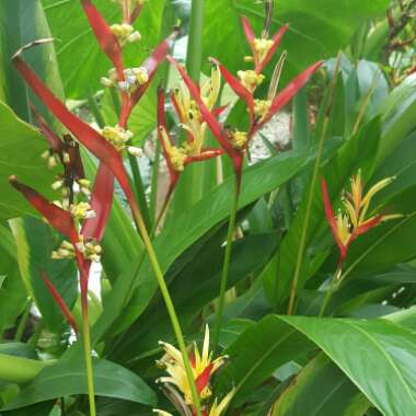 False bird-of-paradise 'Petersen'
