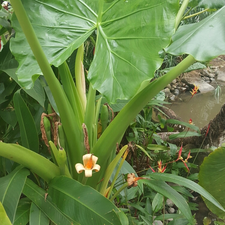 plant image 273058