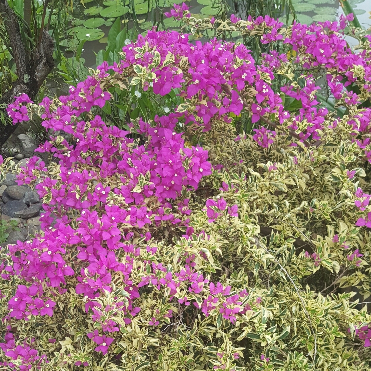 plant image 273069