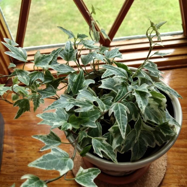 Plant image Hedera helix 'Adam'