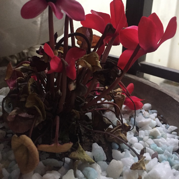 plant image 317658