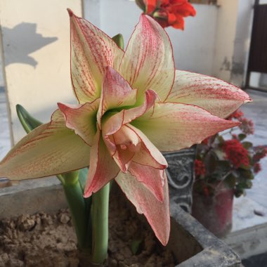 Hippeastrum 'Rainbow'