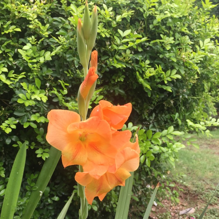 plant image 483498