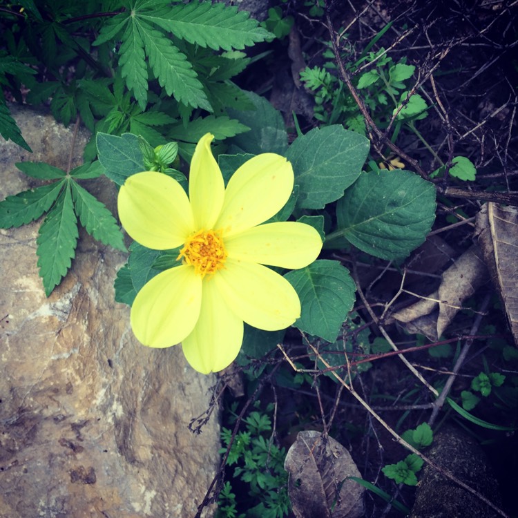 Plant image Dahlia 'Yellow Bird'