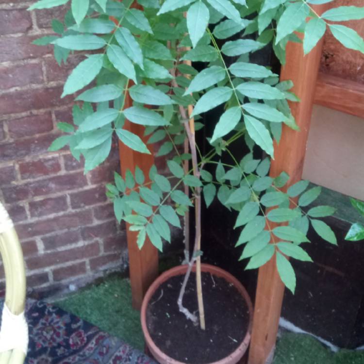 Plant image Wisteria floribunda 'Longissima Alba'
