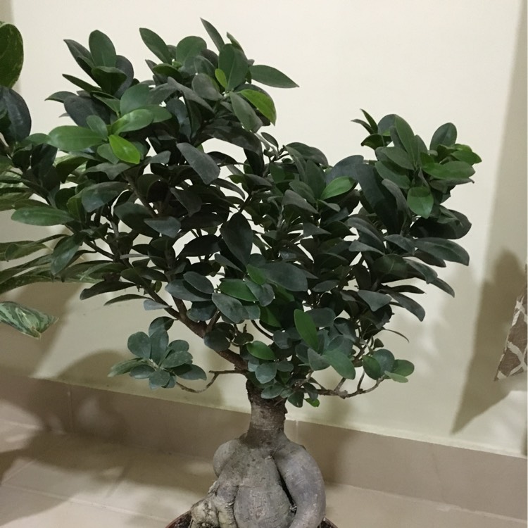 Plant image Various