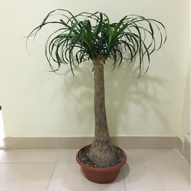 Beaucarnea recurvata