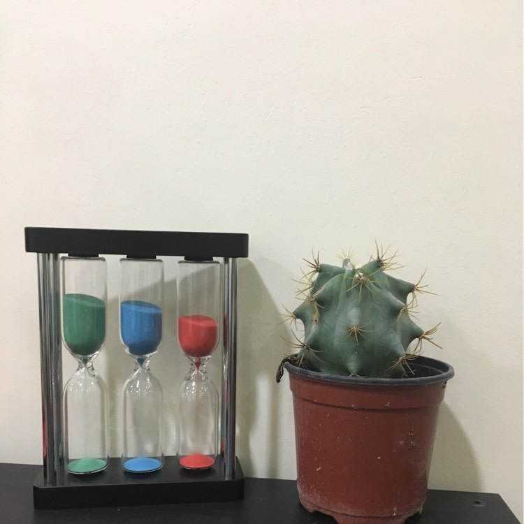 plant image 238569