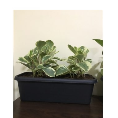 Peperomia obtusifolia (Magnoliifolia Group) 'Golden Gate' syn. Peperomia obtusifolia 'Golden Gate'