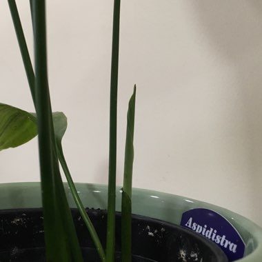 Aspidistra elatior