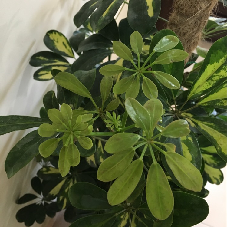 Schefflera aboricola (variegata), Variegated Umbrella Tree - uploaded ...