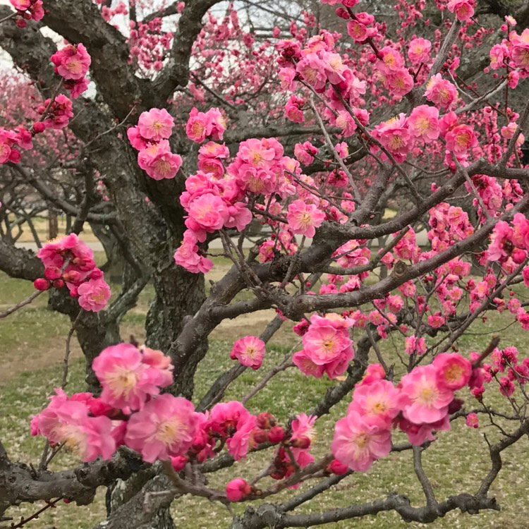 plant image 425798