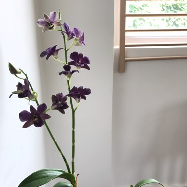 Vanda