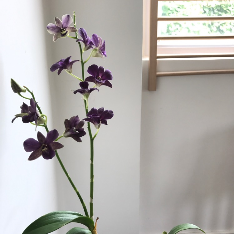 Plant image Vanda