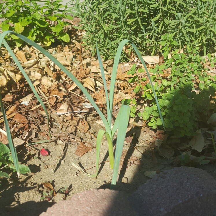 Plant image Allium porrum 'Alto'