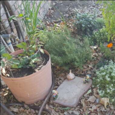 Michelle's garden