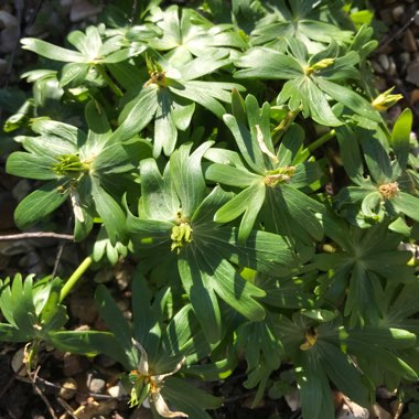 Eranthis hyemalis