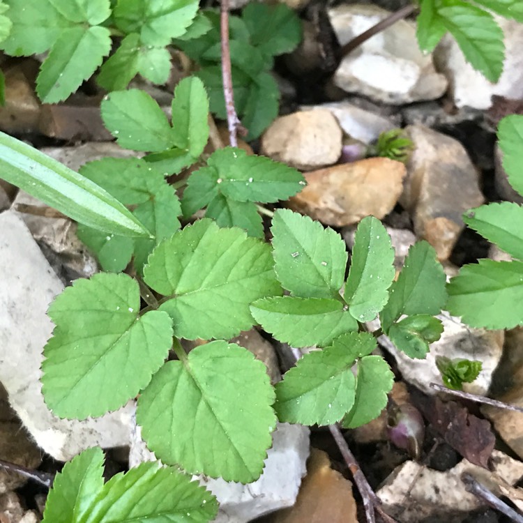 Plant image Aegopodium podagraria