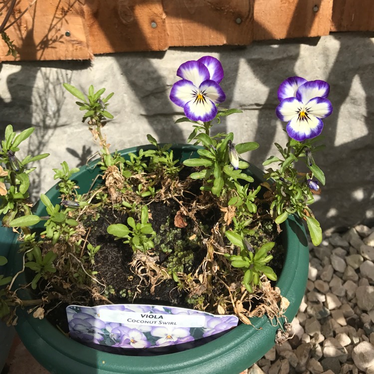 Plant image Viola sorbet 'Coconut Swirl'