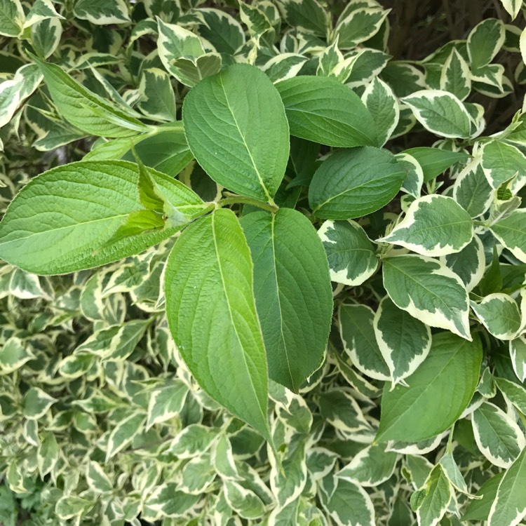Plant image Weigela 'Praecox Variegata'