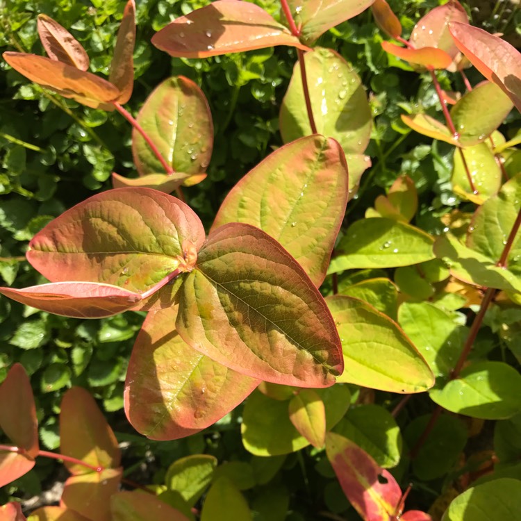 Plant image Hypericum 'Golden Beacon'