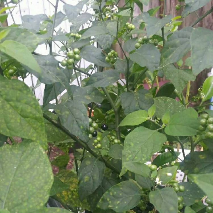 plant image 957837