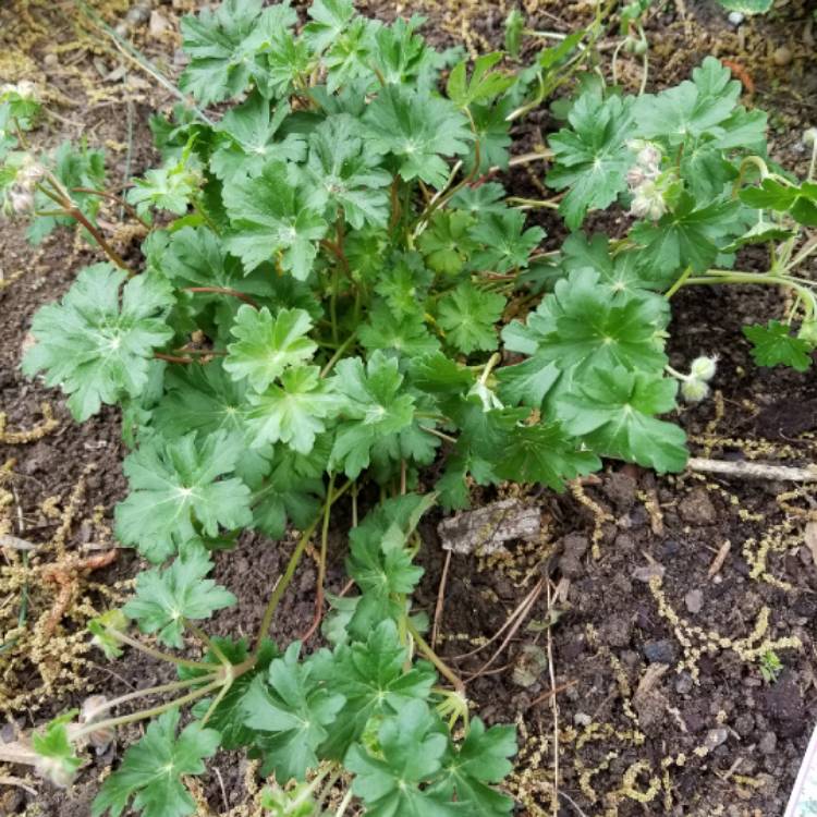 Plant image Geranium x cantabrigiense 'Biokovo'